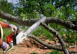 How Our Tree Care Process Works  in Walled Lake, MI